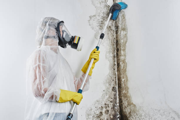 Why You Should Choose Our Mold Remediation Services in Ogden, KS